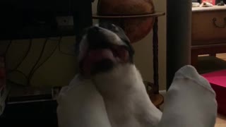 Boston Terrier Goes Nuts Over Owner's Feet