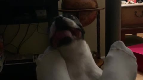 Boston Terrier Goes Nuts Over Owner's Feet