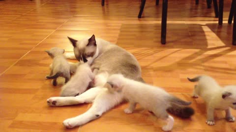 Mom nursing and taking care of cute kittens