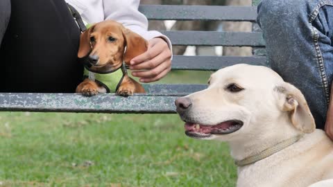 Two dogs resting with their owners on a park bench