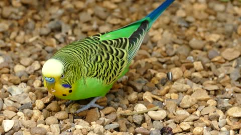 Parrot eating food