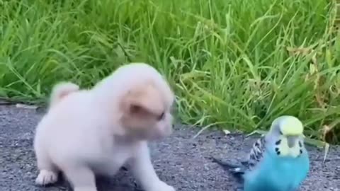 Dog playing with parrot