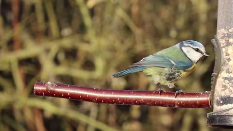 Beautiful colorful bird eats and sings Blue Tit