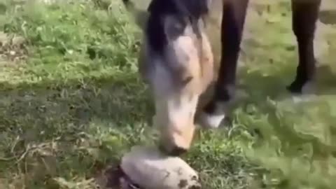 A horse and a dog get scared on seeing the turtle. #horse #turtle #dog