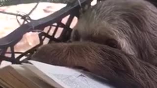 Sloth Enjoys Book Reading Session