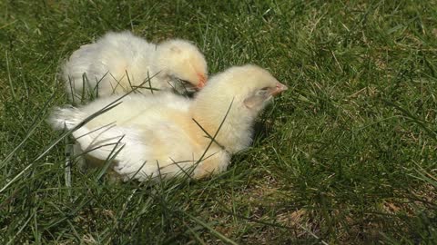 Two chicks playing on the lawn.