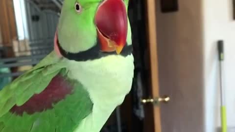 Smart And Funny Parrots 🦜 - Parrot Talking Videos Compilation P2 | Super Dog