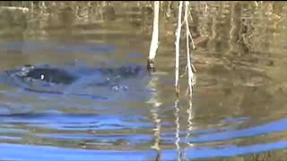 Mating River Otters.