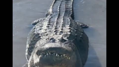 Gigantic Alligator Bellow!