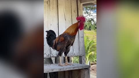 Powerful Rooster Crowing