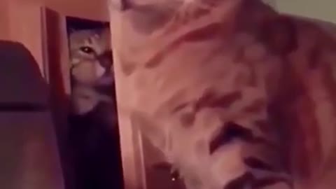 Funny Animal, Animal Compilations, Funny Animal