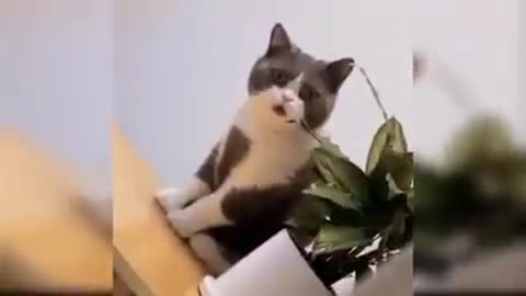 Comedy cats funny video