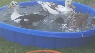 Ducks enjoying the pool