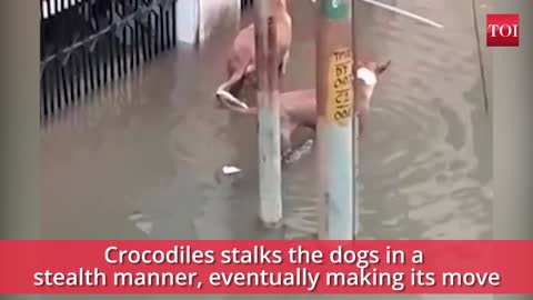 crocodile attacking dog!!!!!