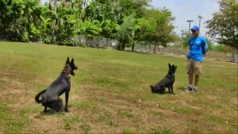 Behind The Scene Footage At Dog trainers Dog traning