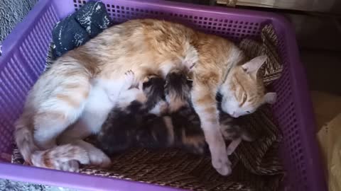 Cat feeding its little kids in our house