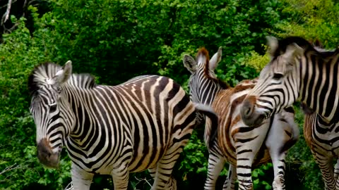 a beautiful herd of horses