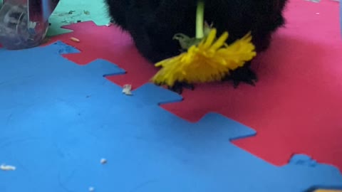 Cute little black guinea pig enjoying a dandelion