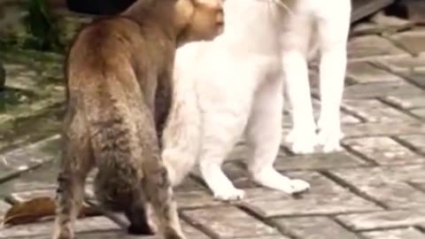 Funniest Animals 2023 😂😂 Best Cats and Dogs Videos 🐶😸