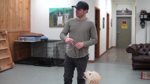 Teach any dog to walk nice on the leach 5mins dog training results