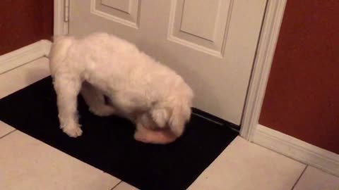 Dog beats up his toy