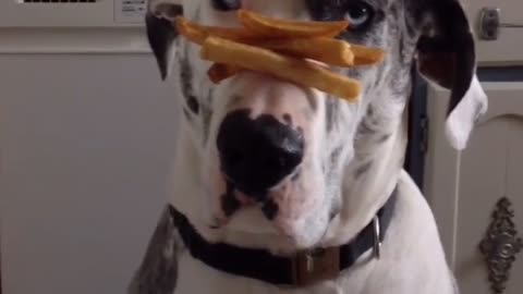 White dog balancing fries with its nose