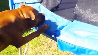 Brown dog body slam trampoline
