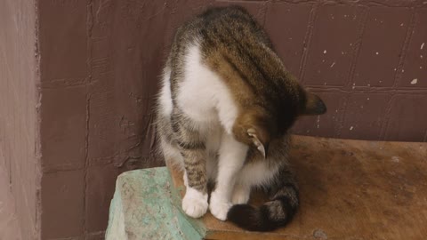 Cat cleaning his body