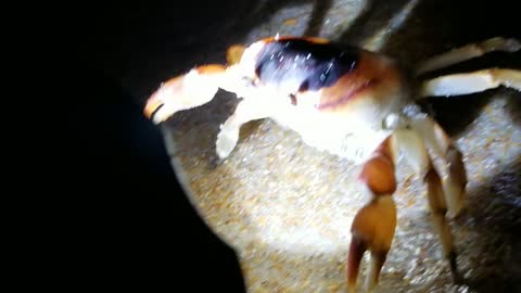 Harassing the Night Watch Crab