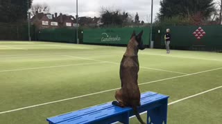 Dog deeply invested in human's tennis match