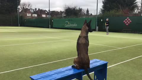 Dog deeply invested in human's tennis match