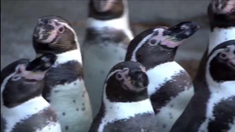 Curious penguins in close up