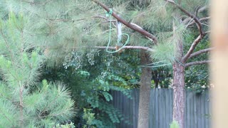 Squirrel Working for Peanuts