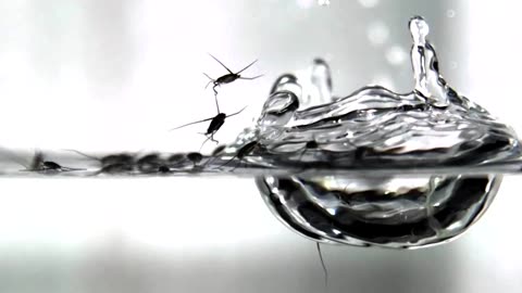 What happens when raindrops land on insects?