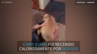 Chris Evans é recebido por seu cão após passar 10 semanas fora