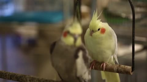 parrots in bird market in doha qatar