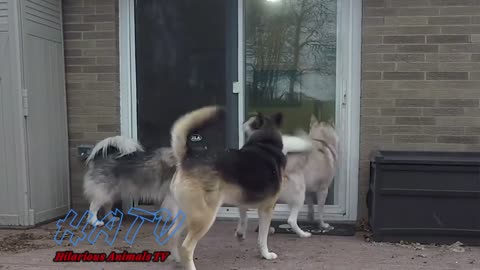 Siberian Husky pet talking - Compilation