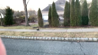 Cooper’s Hawk and Grackles fighting
