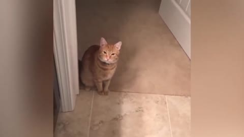 Compilaton of cats who speak with his human