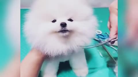 Cute dog 😙| tik tok funny dog video