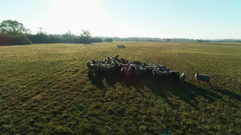Aerial view of sheep flock grazing in the farm field