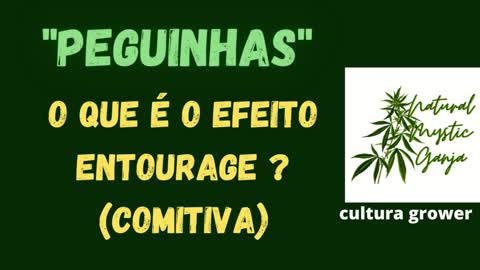 EFEITO ENTOURAGE (COMITIVA) DOS COMPOSTOS DA PLANTA DA CANNABIS