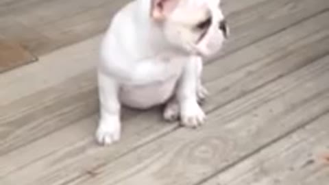 Puppy Doesn't Know What To Do With Water Dripping From The Sky