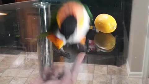 If you love birds you will like Chachi Hopping