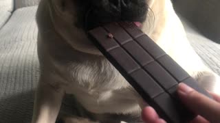 Pug chows down on delicious fake chocolate