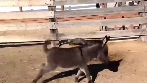 Funny animals fighting