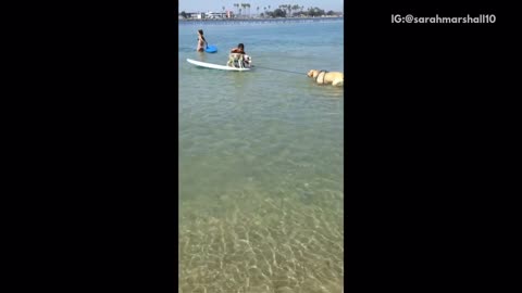 Golden dog biting on rope from surfboard while other is on top of surfboard