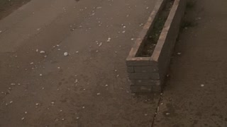 Cat Sprints Through Hail Storm Seeking Shelter