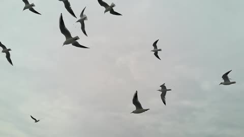 A Flock Of Seagull Flying In The Air, sky