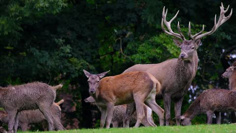 Deer Wild | Animal Nature Group | Antler Deer Antler